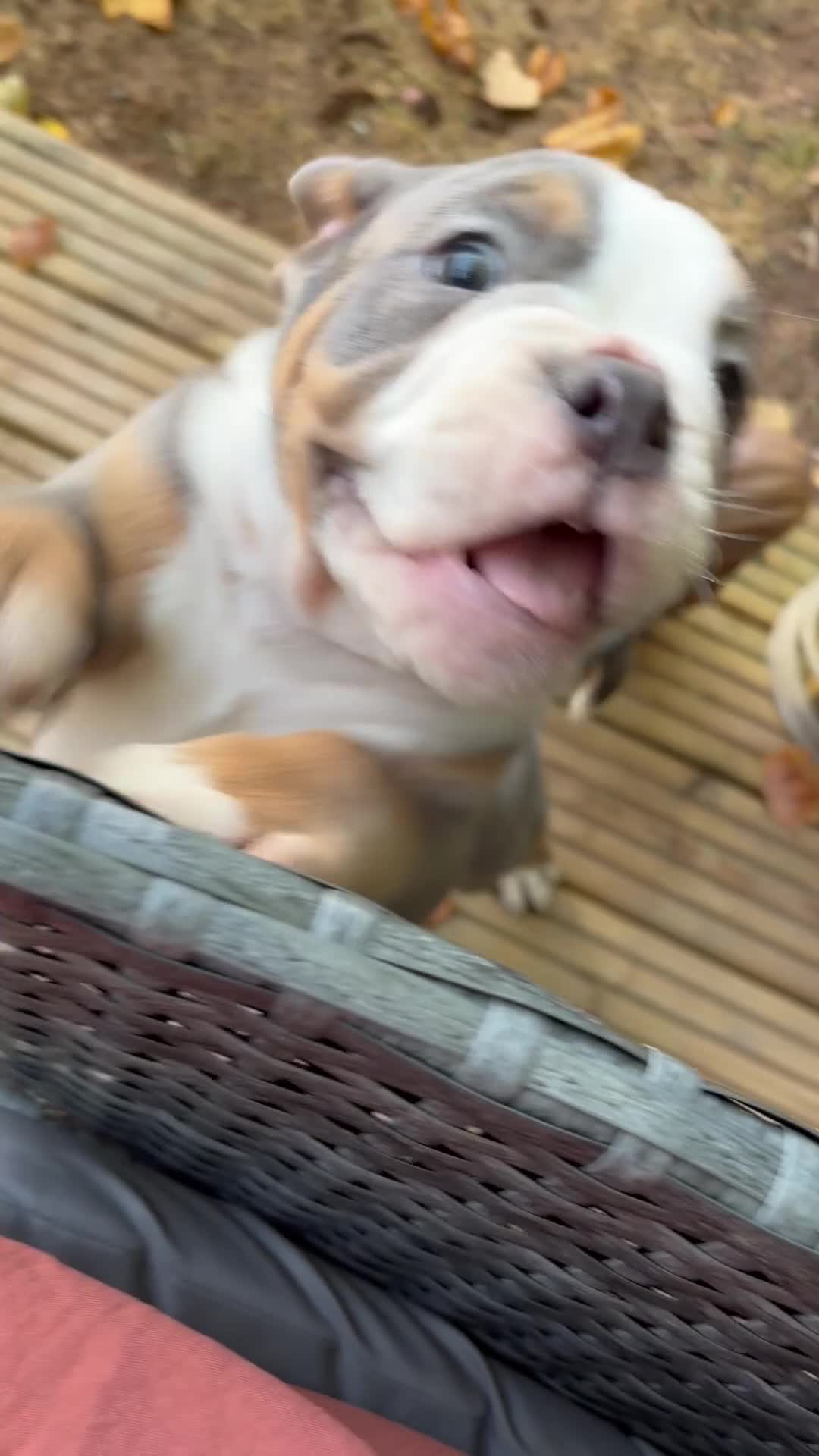 Olde English Bulldogge dogs for sale: One of a kind male puppy - Video 2