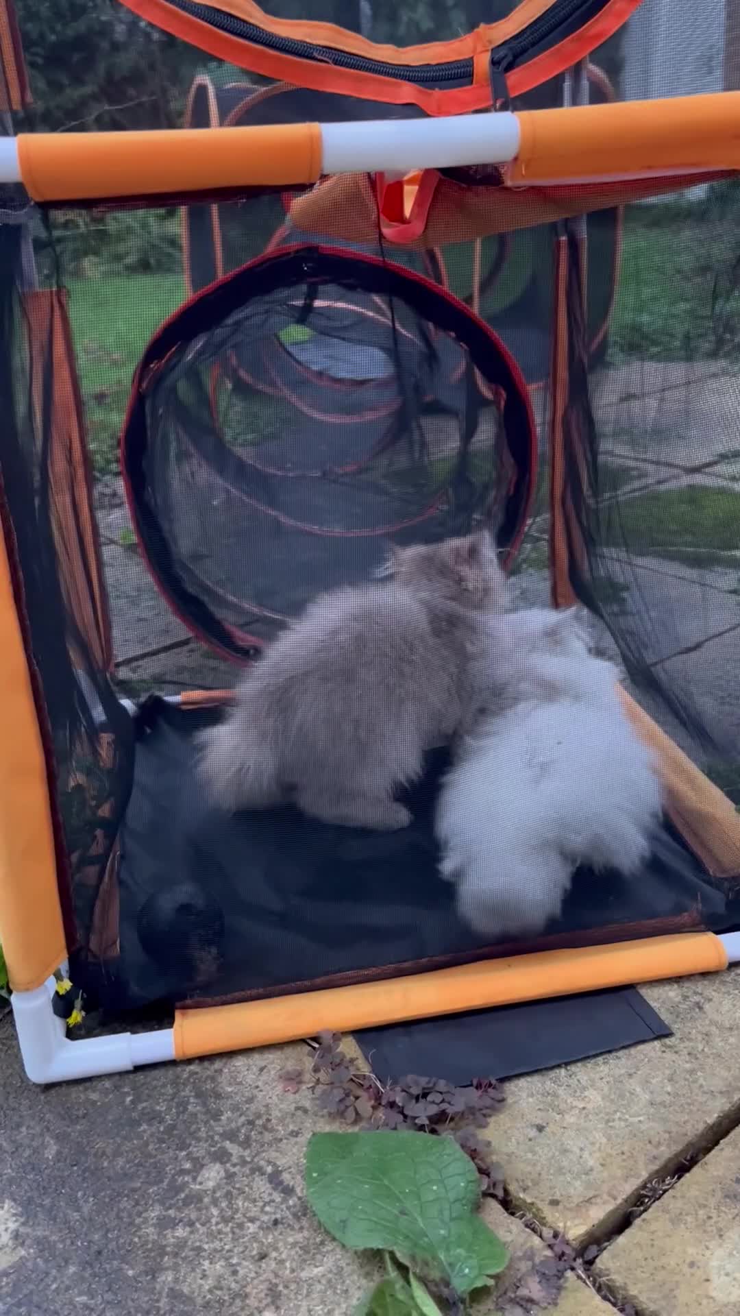 British Longhair cats for sale: Stunning British Longhair Kittens - Goldy & Snowy! - Video 3