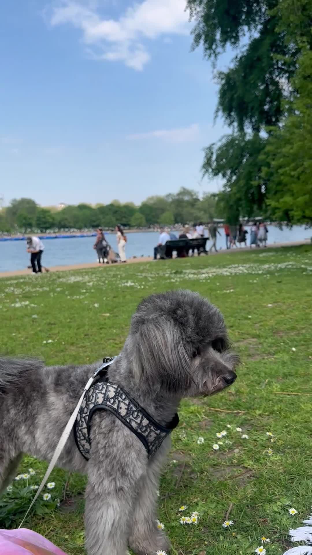 Mixed Breed dogs for sale: Puppies looking for a loving family  - Video 5