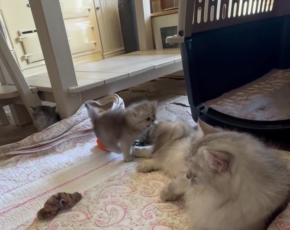 British Longhair cats for sale: Beautiful Longhaired Kittens  - Video 3