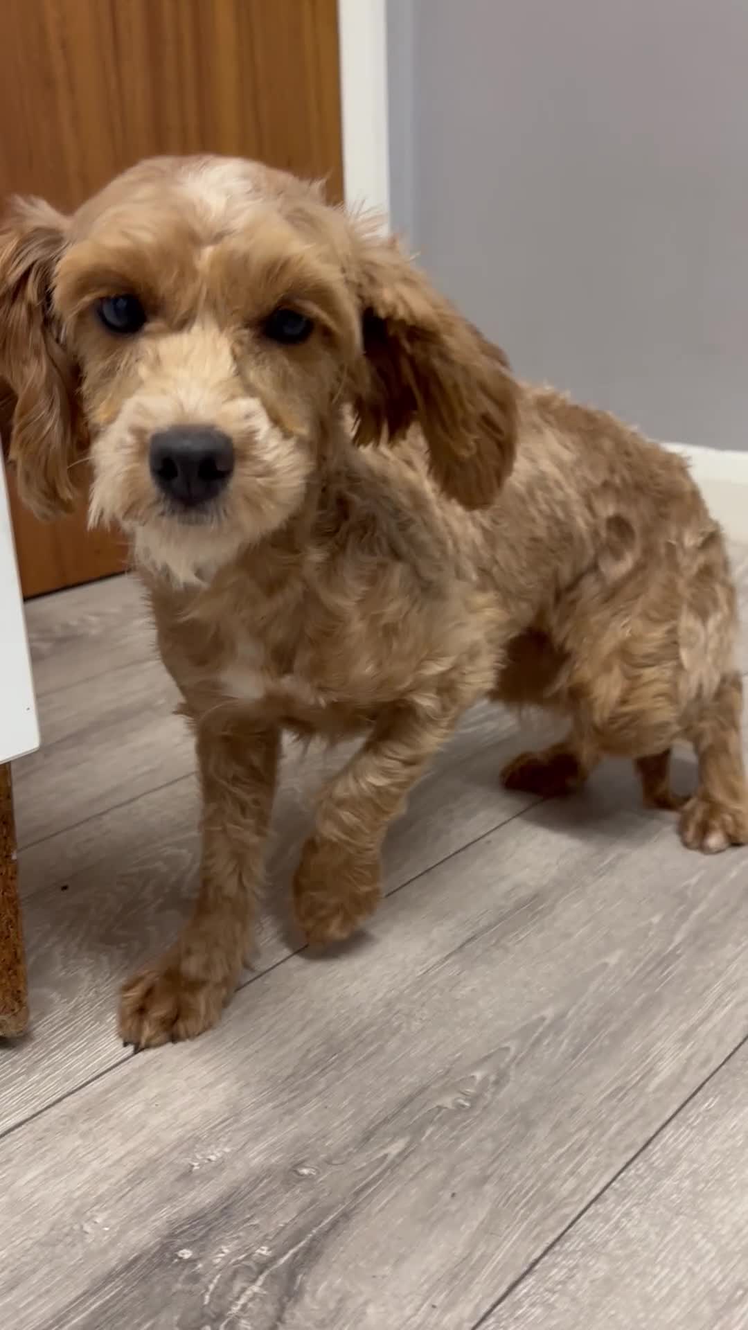 Cockapoo dogs for sale: Connie the cockapoo - Video 4