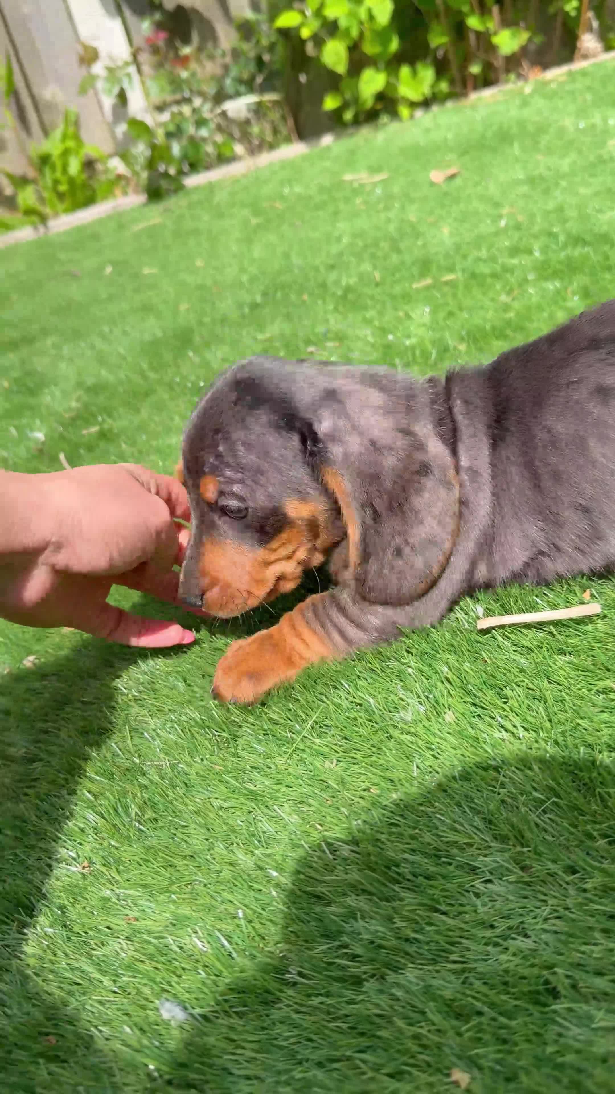 Miniature Dachshund dogs for sale: ⭐️Tiny Health tested mini dachshunds ⭐️ 🦴🐶🐾🐾 - Video 1
