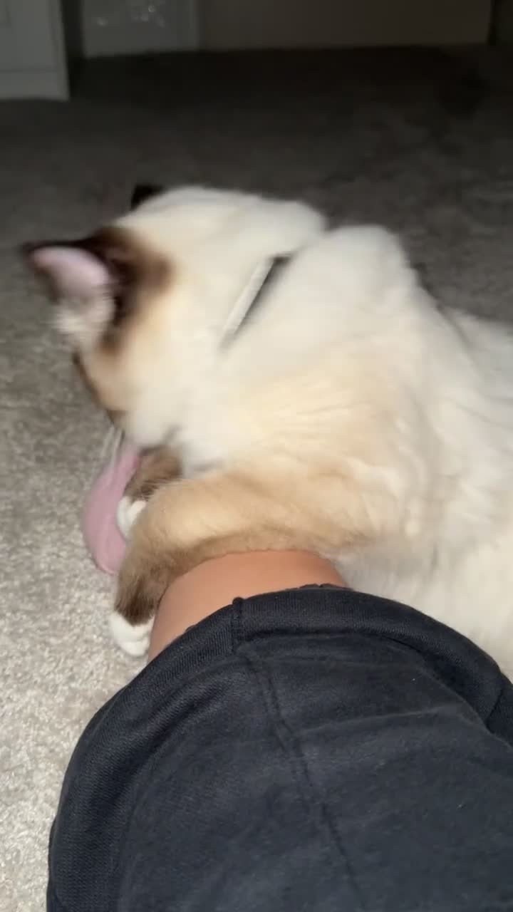 Ragdoll cats for sale: The perfect family pet needs rehoming 😭 - Video 1