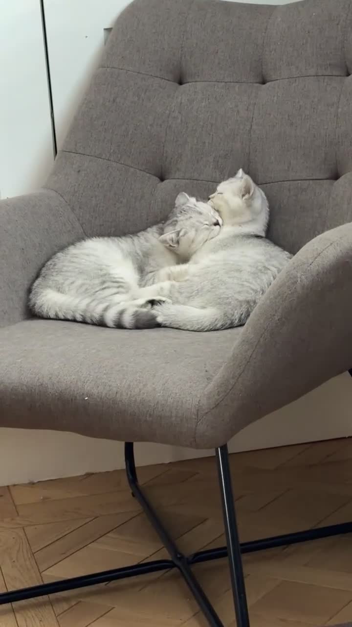 British Shorthair cats for sale: *Ready* 2 White & Grey British Short Hair Kittens  - Video 1