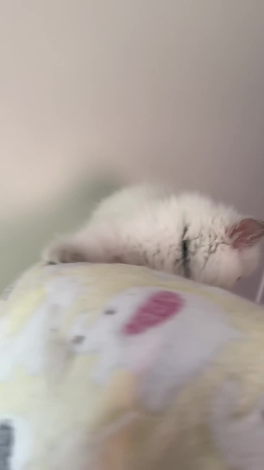 Ragdoll cats for sale: Adorable Ragdoll Kittens Seeking Forever Homes - Video 4