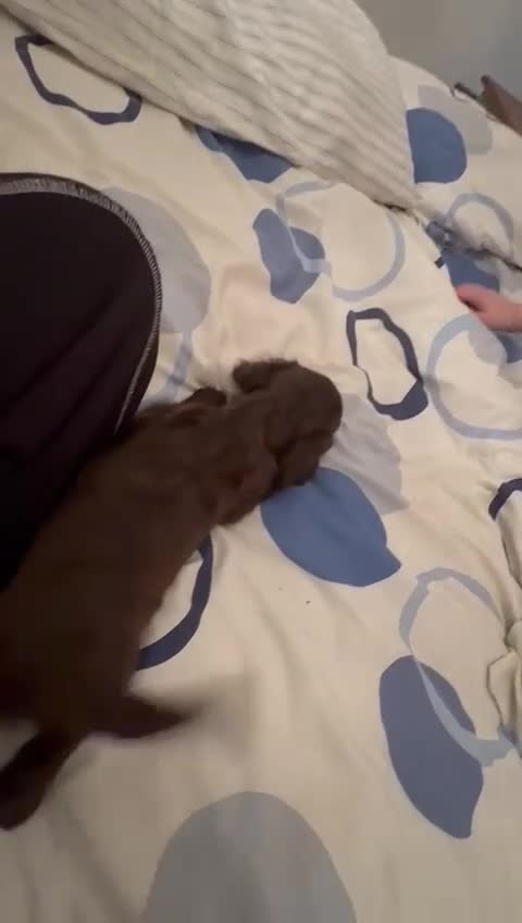 Cocker Spaniel dogs for sale: Cocker Spanial Puppies (2 left) - Video 3