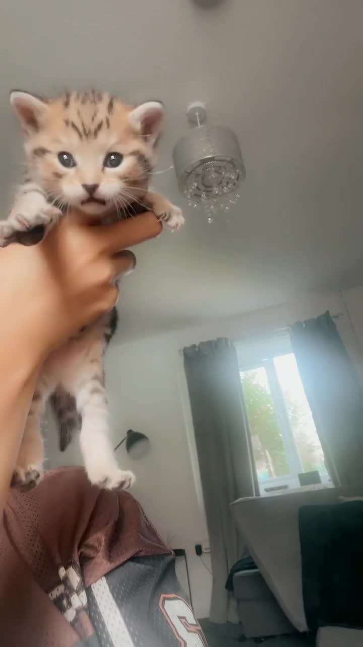 Bengal cats for sale: 4 Bengal kittens for sale  - Video 3