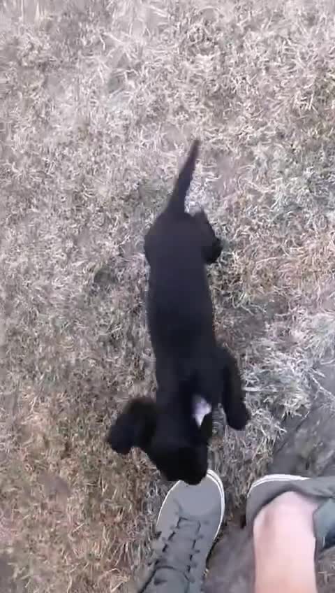 Cocker Spaniel dogs for sale: READY NOW BLACK BITCHKC Registered Cocker Spaniel  - Video 2