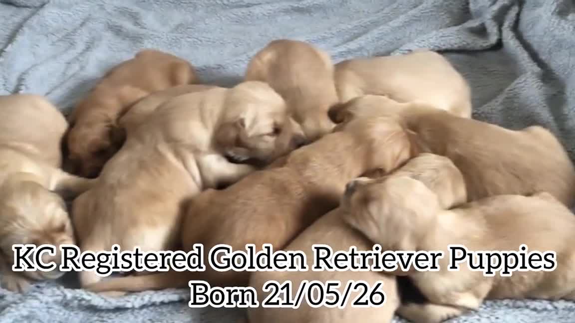 Golden Retriever dogs for sale: KC Reg Dark Red Golden Retriever-100% DNA Tested - Video 5