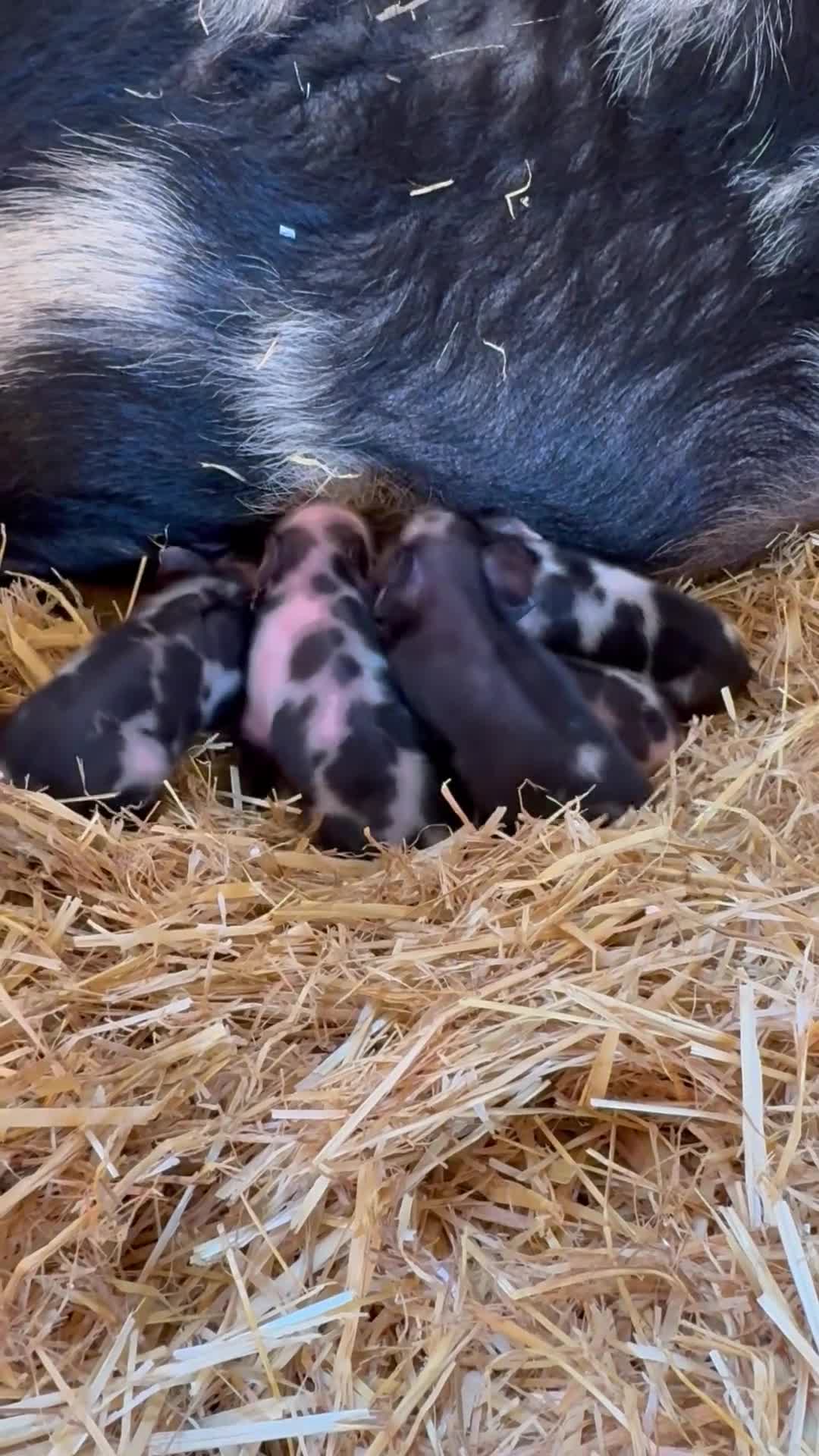 Pig livestock for sale: Miniature pet piglets - Video 1