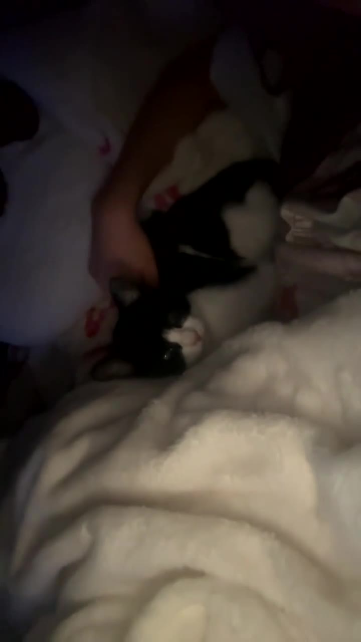 Mixed Breed cats for sale: lovely kitten - Video 1