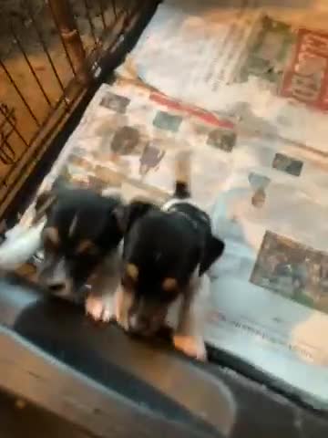 Jack Russell dogs for sale: Jack Russel puppies - Video 1