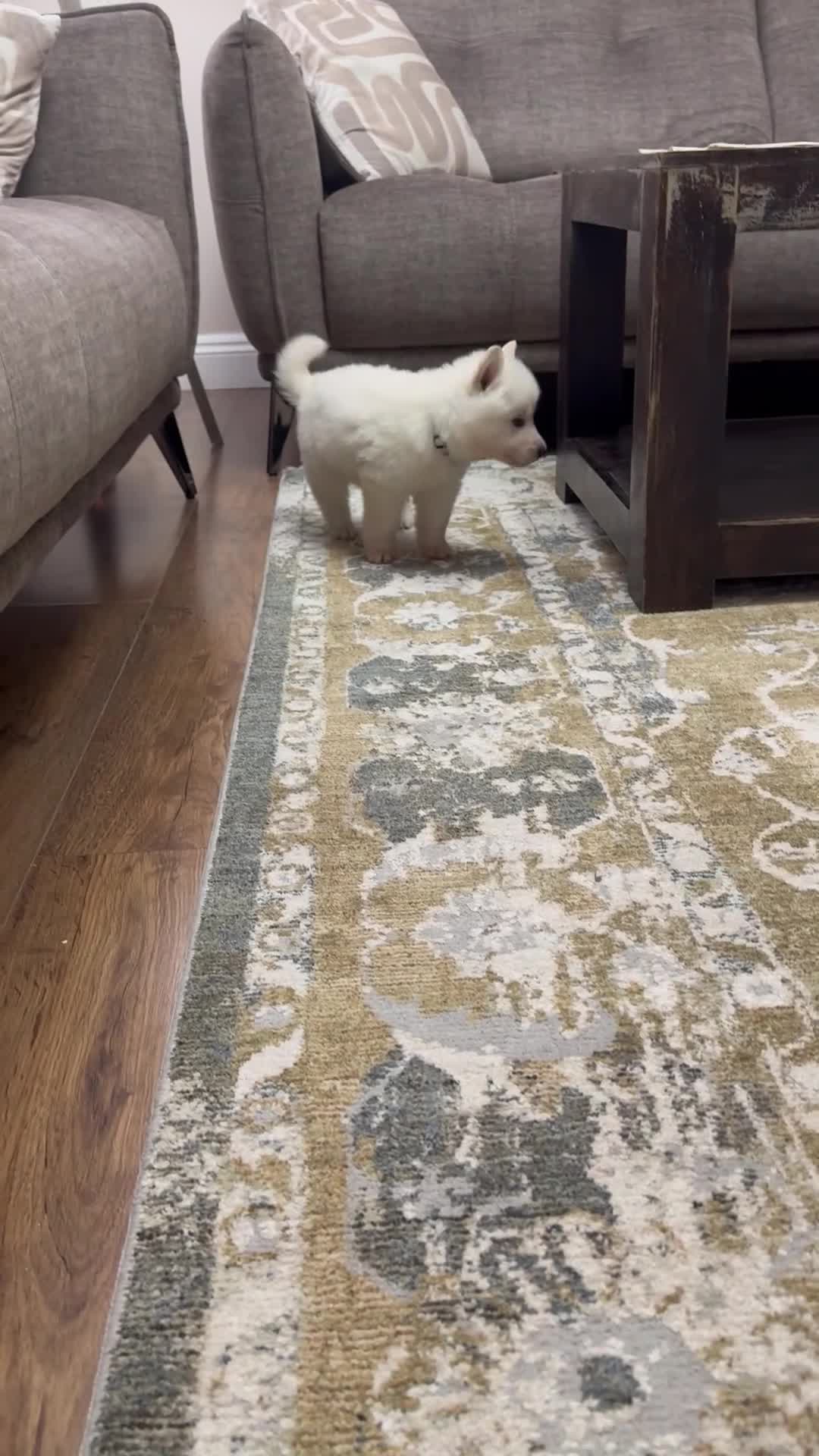 White Swiss Shepherd dogs for sale: WSS One boy and one girl available  - Video 1