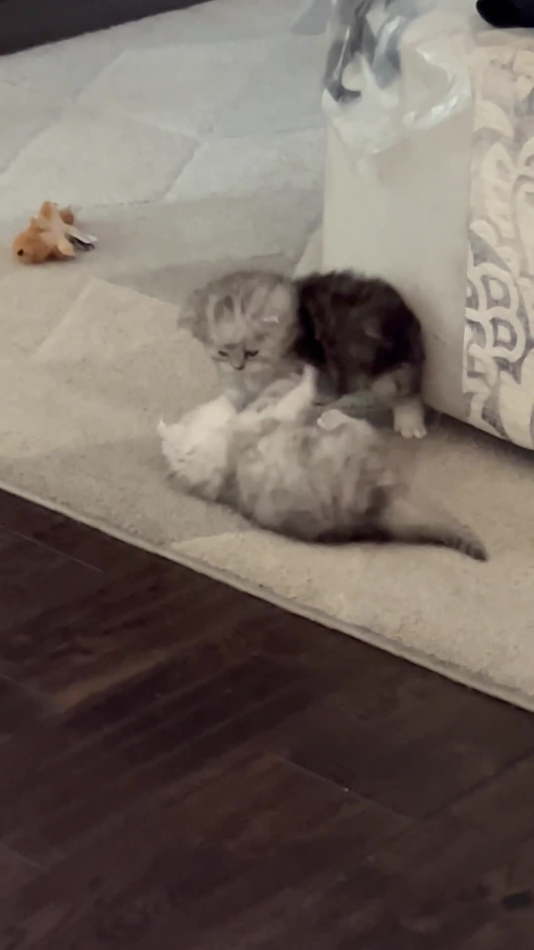 Persian cats for sale: Beautiful Persian Kittens - Video 4