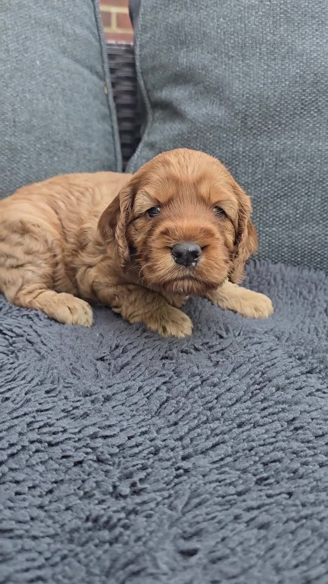 Cockapoo dogs for sale: Cockapoo Puppy Girl Ready Next Week Health Test  - Video 4