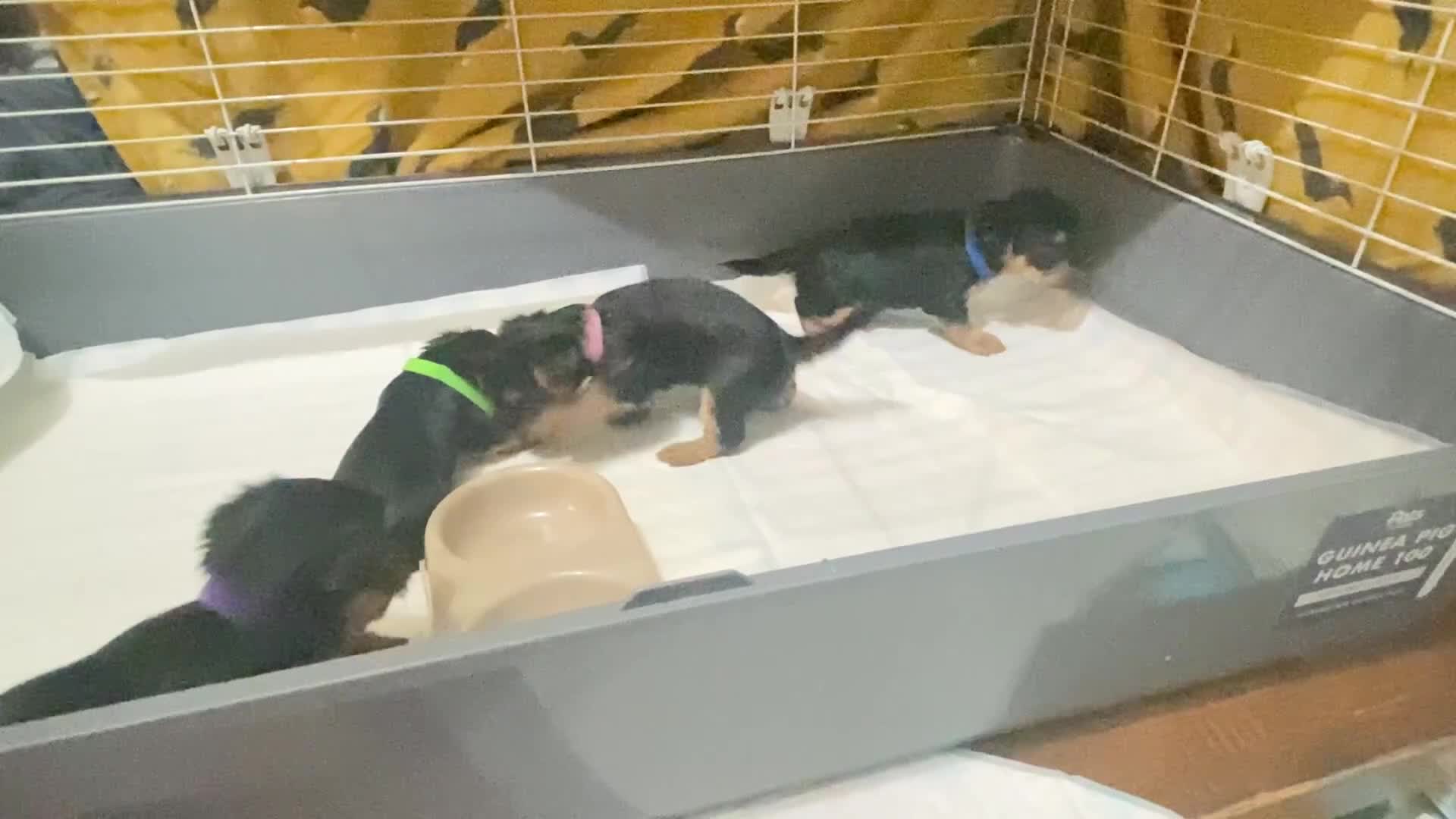 Yorkshire Terrier dogs for sale: 4 Stunning Miniature Yorkshire terriers for sale  - Video 1