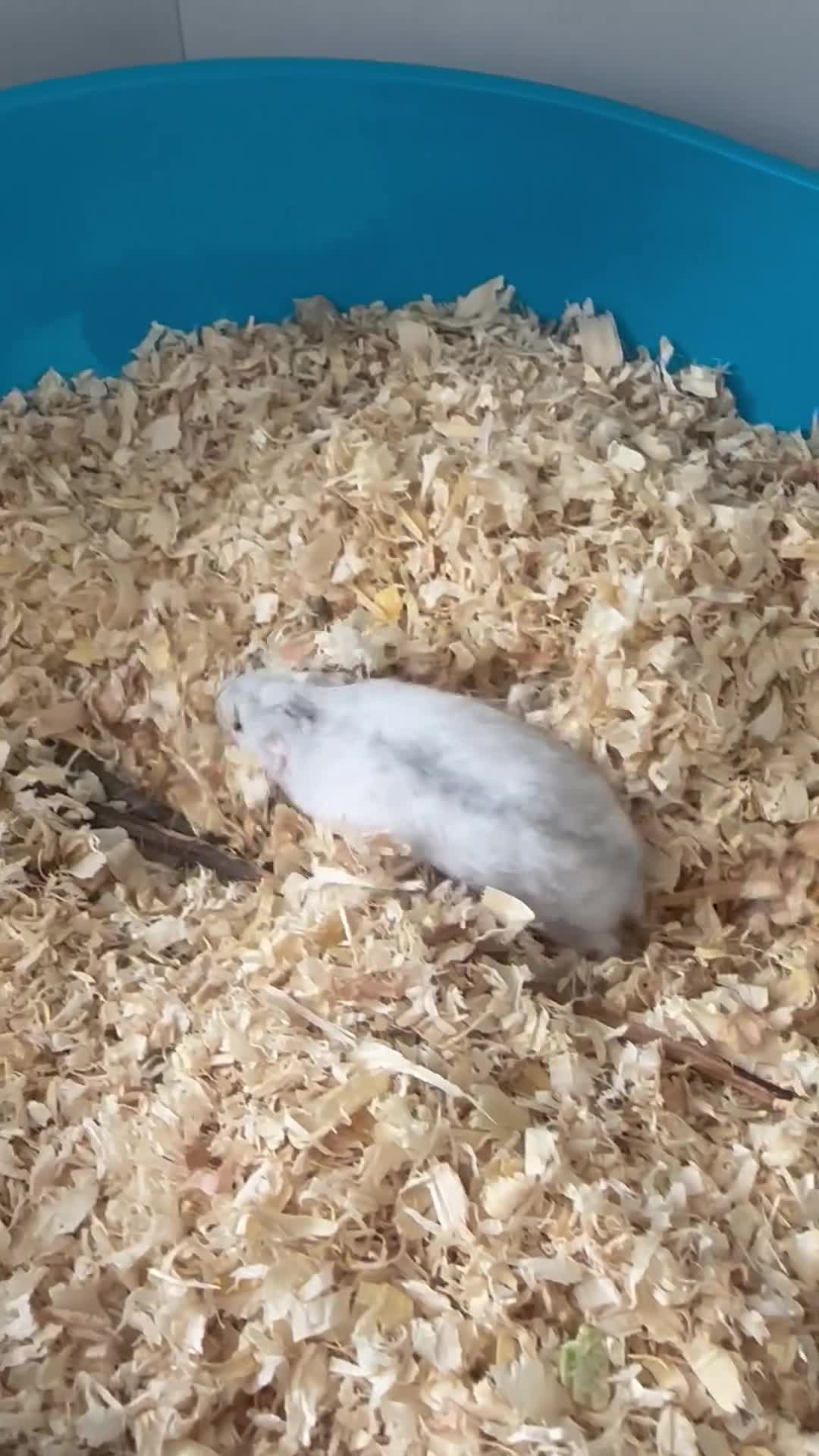 Hamster rodents for sale: Russian hamster  in London - Video 1