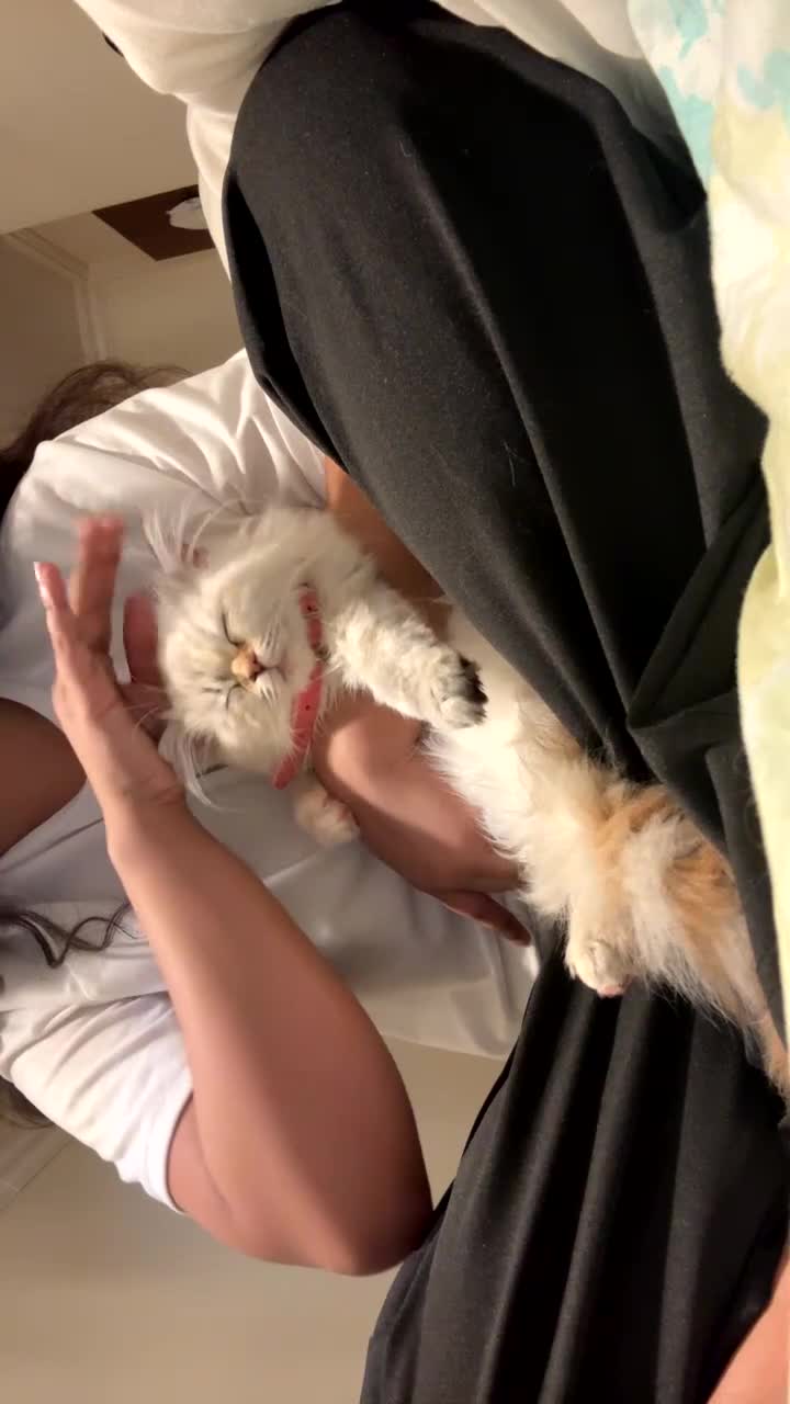 Ragdoll cats for sale: 🐾 Ragdoll/British Shorthair Mix 🐾 - Video 1