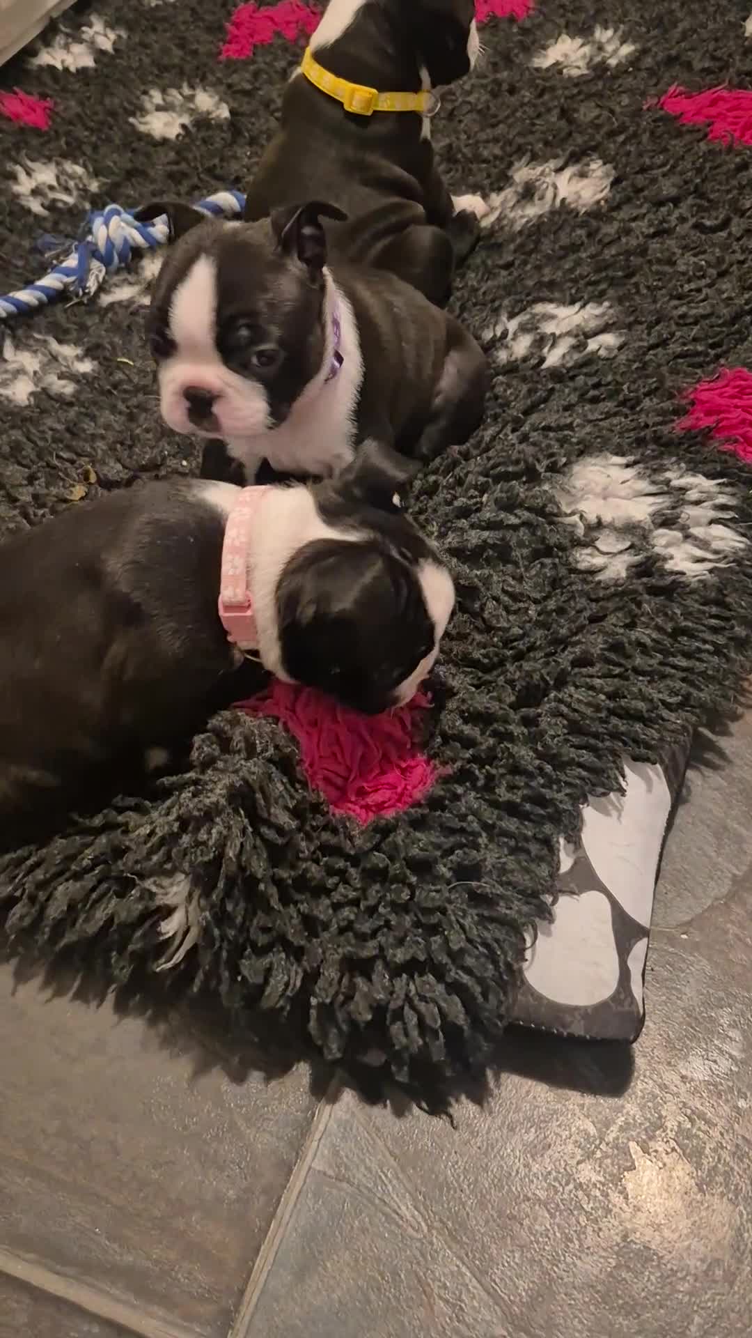 Boston Terrier dogs for sale: Ready to leave in time for the October holidays 😀 - Video 2