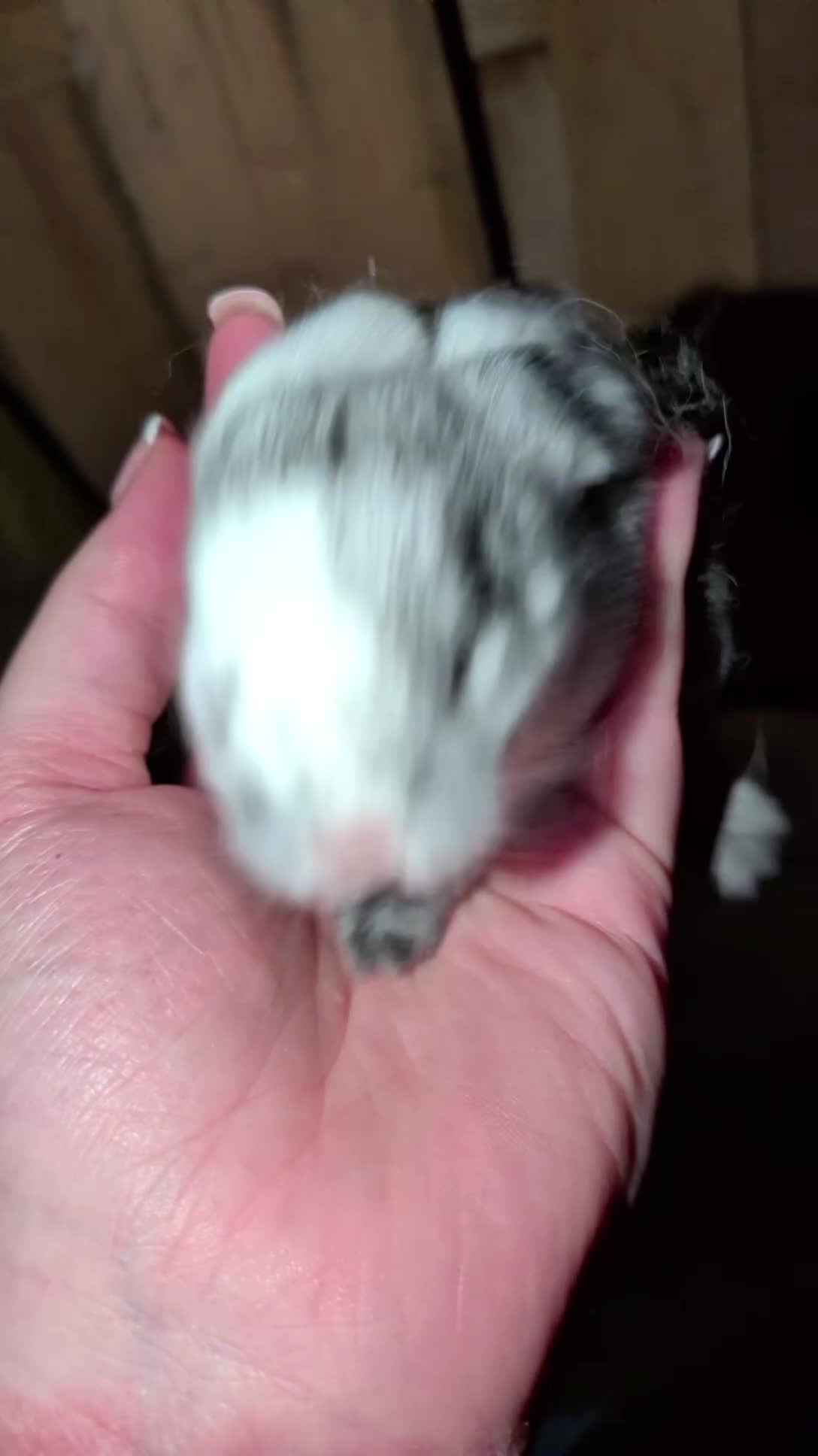 Mini Lop rabbits for sale: Mini lop bunnies  - Video 4