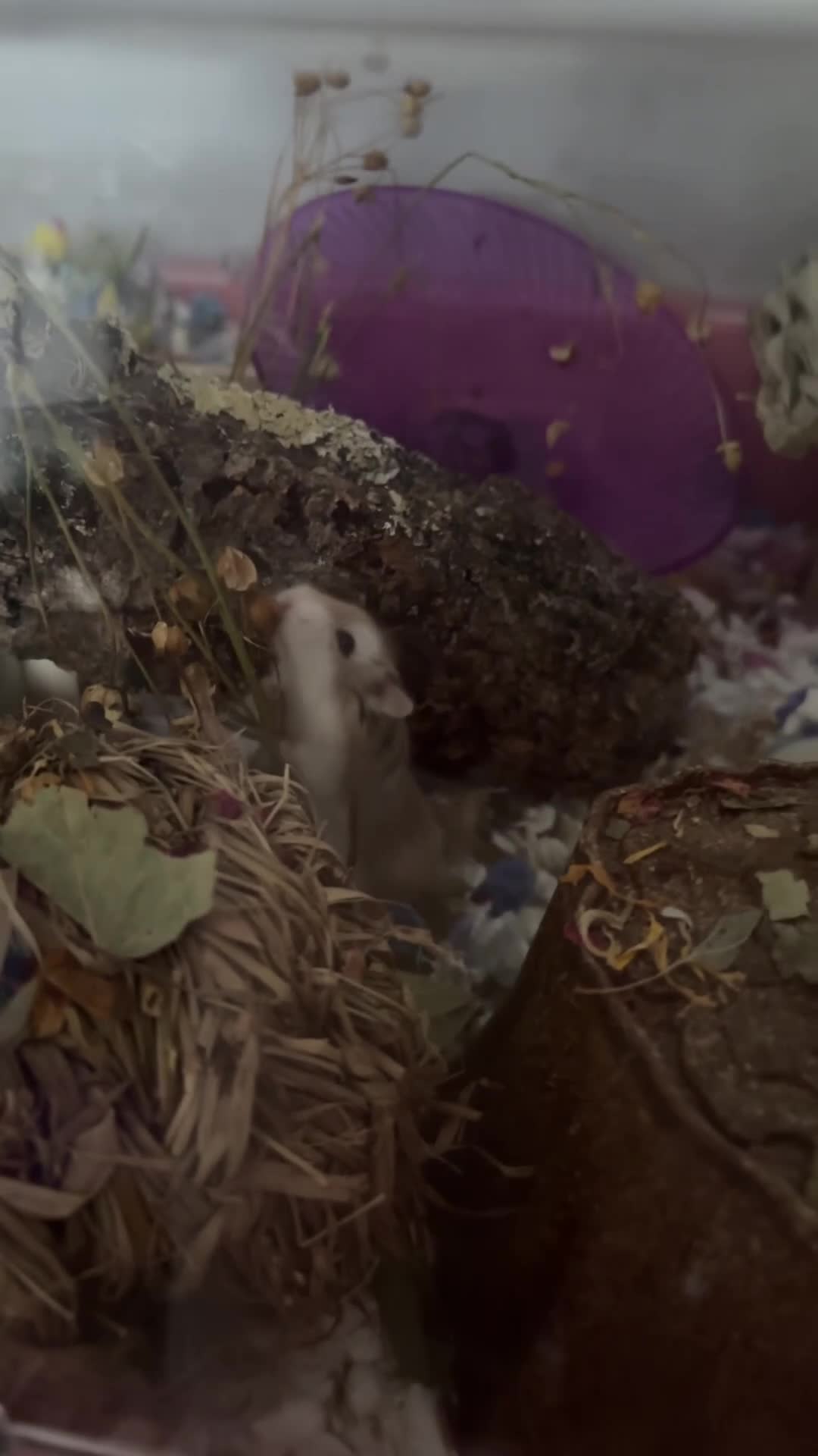 Hamster rodents for sale: robo hamster  - Video 2