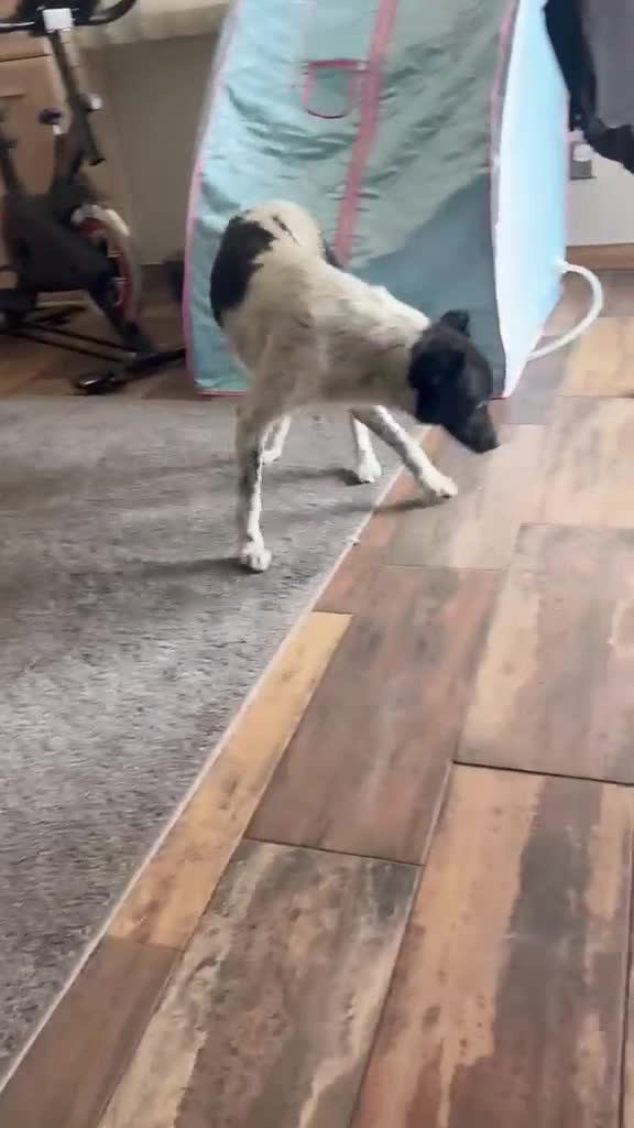 Mixed Breed dogs for adoption: Sweet Pepita looking for True Love  - Video 3