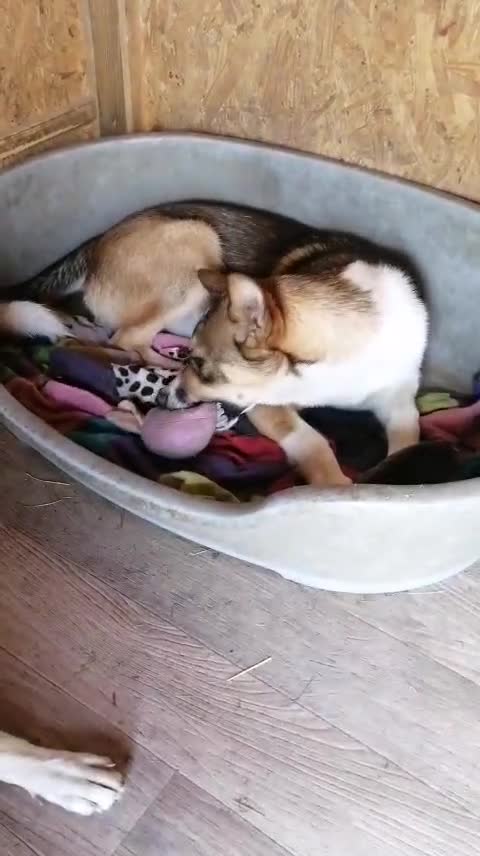 Mixed Breed dogs for adoption: 💖🐶 ZEENA 🐶💖 - Video 1