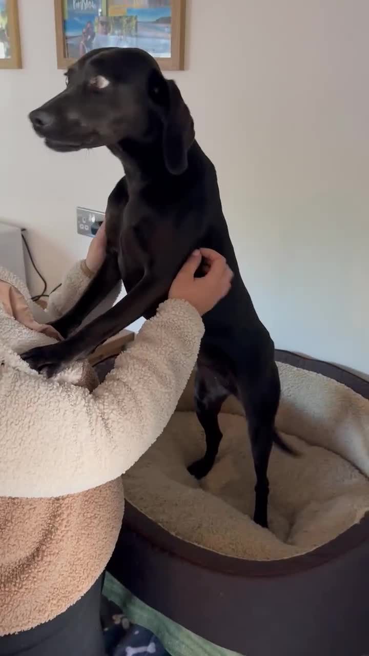 Mixed Breed dogs for adoption: Sweet Soleil is looking for her forever family in Colchester - Video 1
