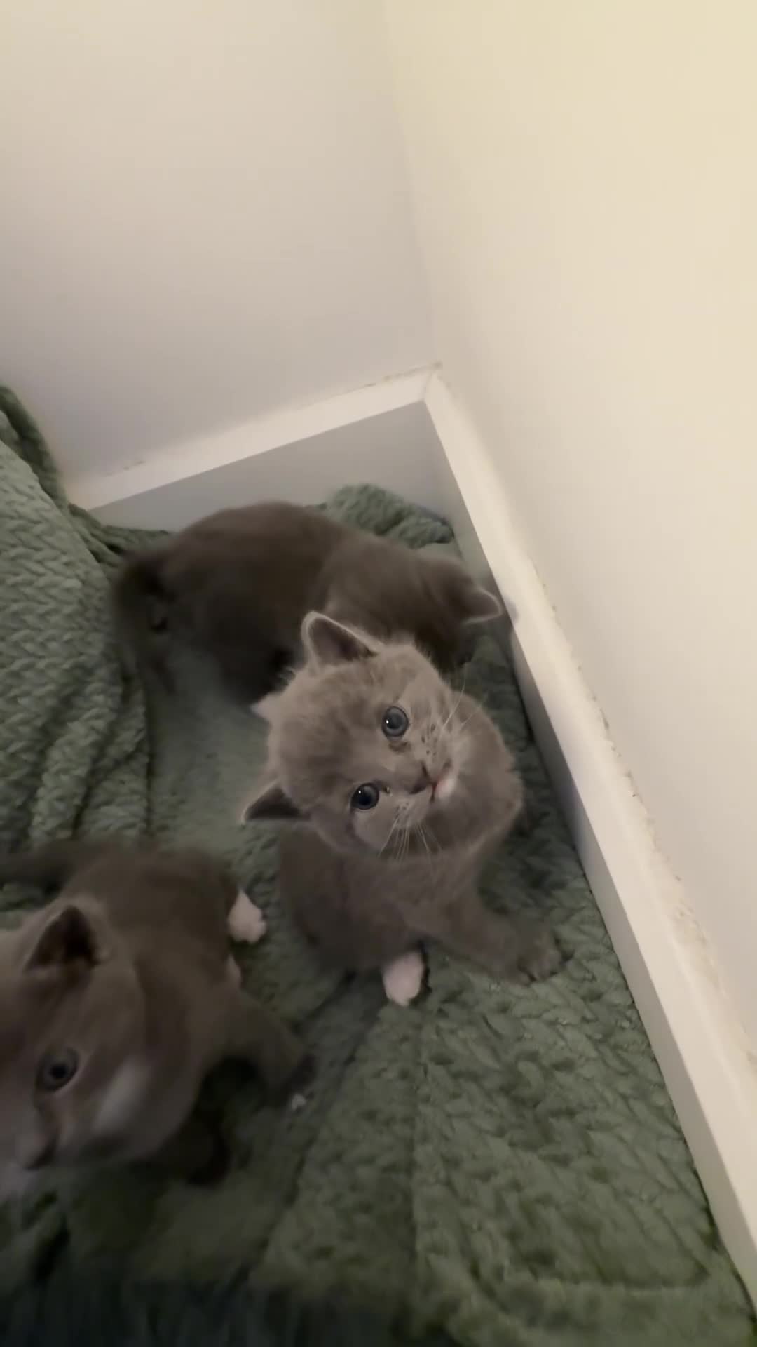 British Shorthair cats for sale: 3 British Shorthair Kittens, Ready for rehoming ❤️ in London - Video 2