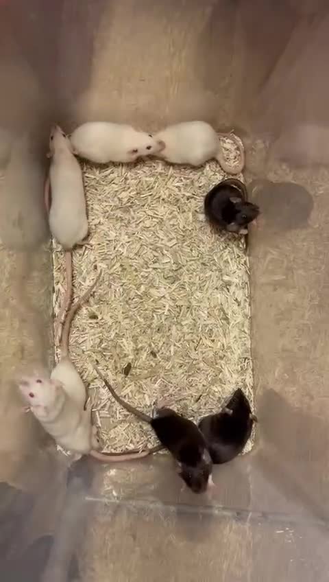 Rat rodents for sale: Baby and young rats ready now. Sheffield - Video 5