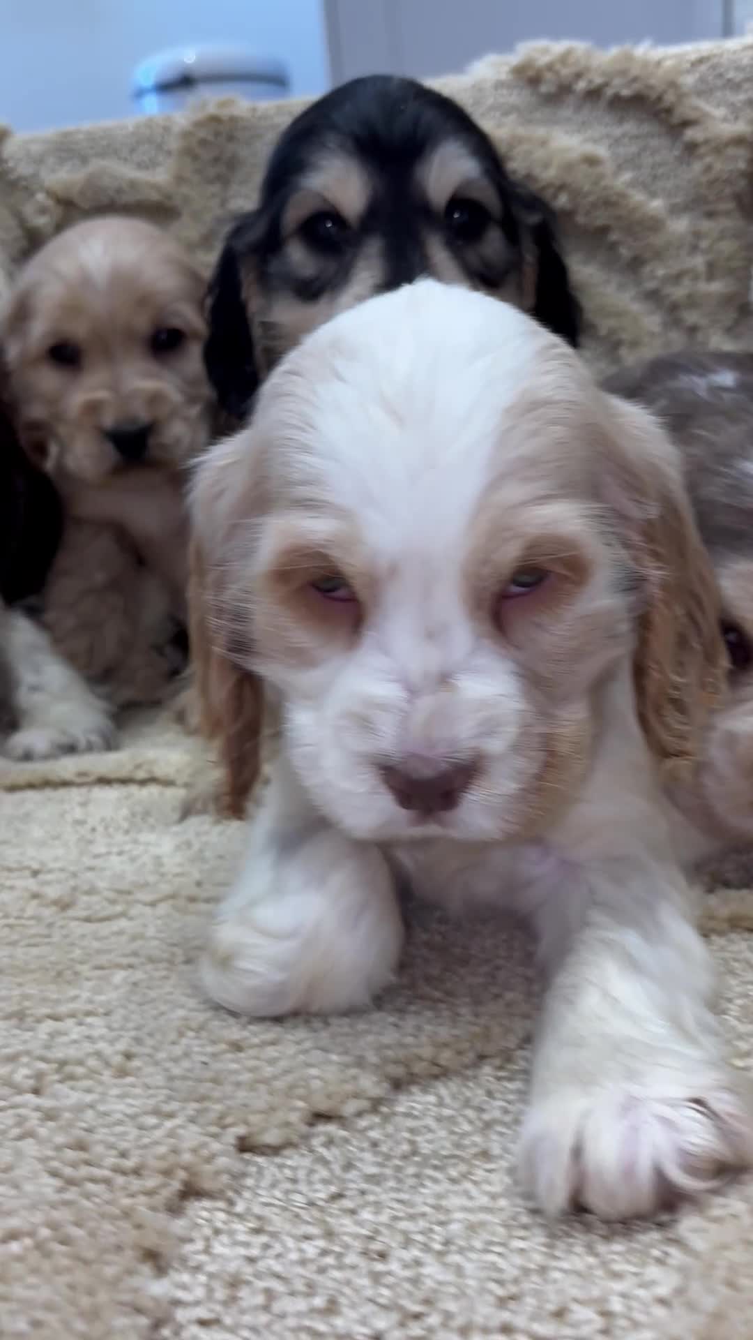 Cocker Spaniel dogs for sale: Stunning show type cocker spaniel puppies  - Video 1