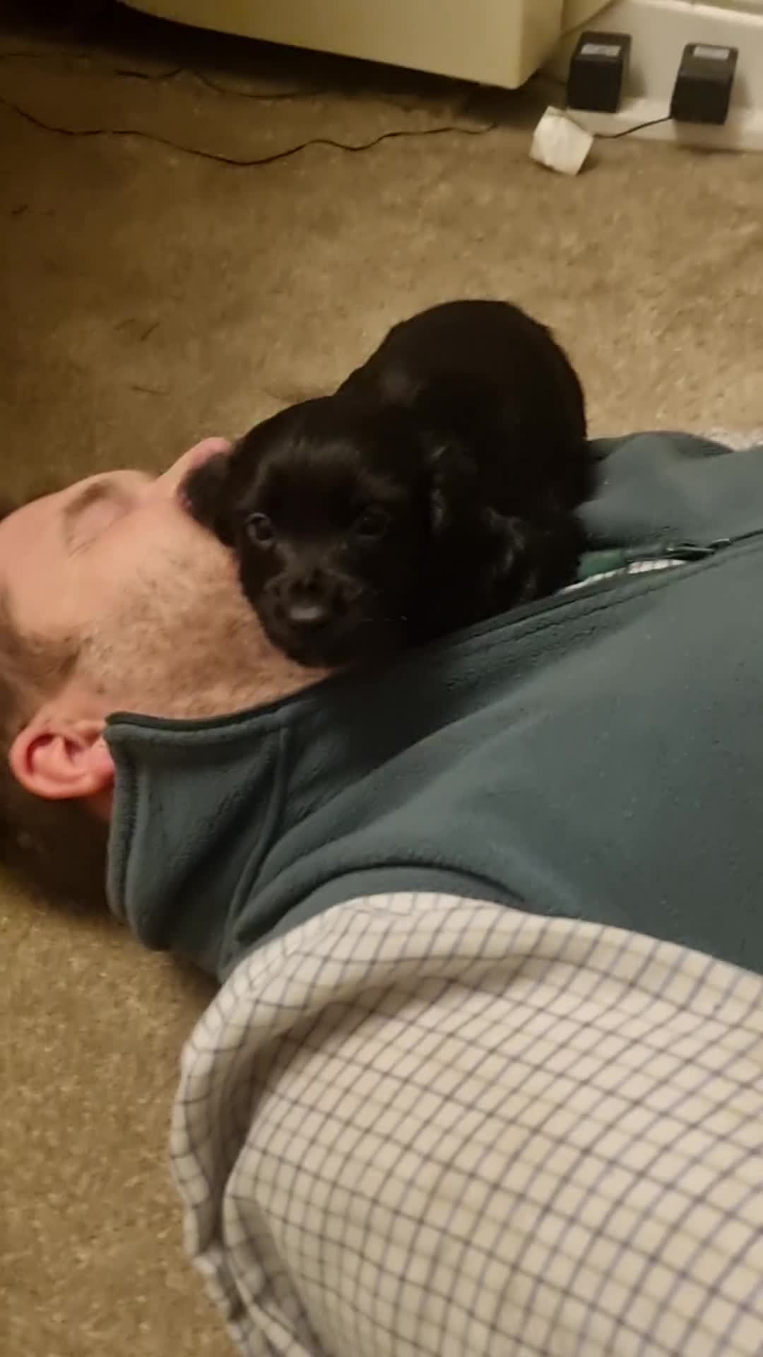 Cocker Spaniel dogs for sale: Gorgeous Working Cocker Boys - Video 1