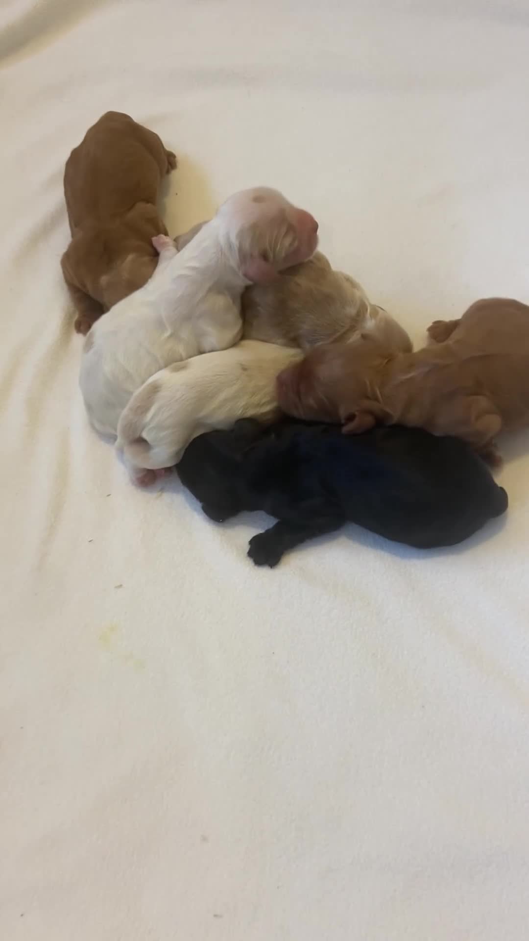 Cocker Spaniel dogs for sale: Show Type Cocker Spaniels HEALTH TESTED Parents - Video 1