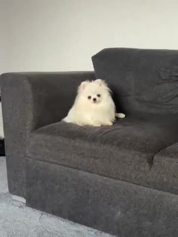 Pomeranian dogs for sale: Adorable white his name Biscuit  - Video 2