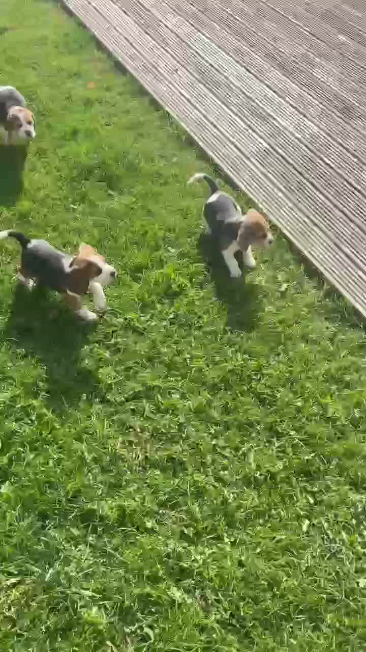 Champion Bred Puppies (KC Reg) for sale in Matlock | Pets4Homes