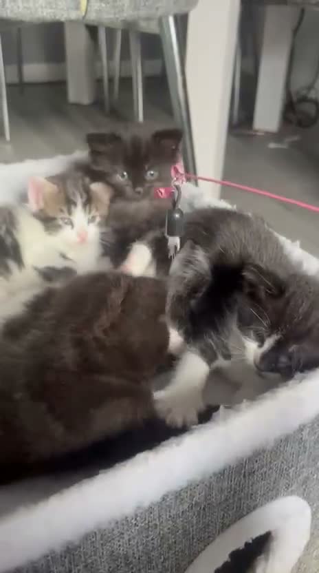 Mixed Breed cats for sale: Fluffy tabby kittens  in Coventry - Video 3
