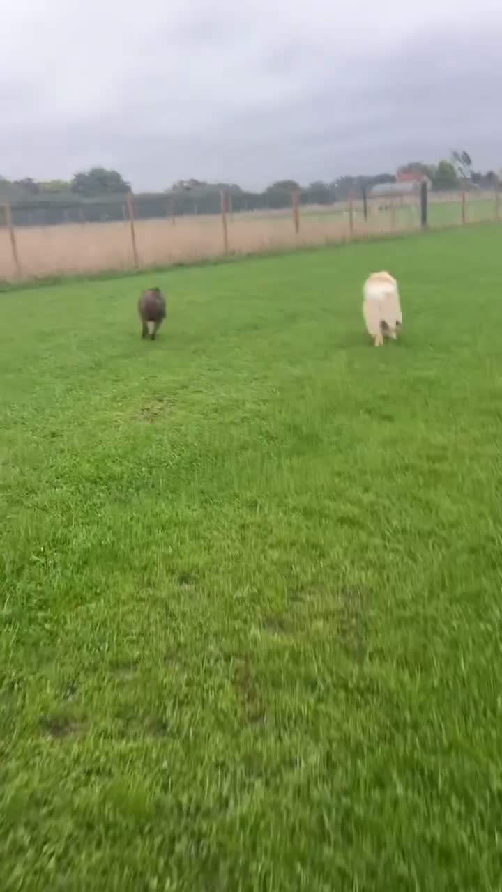 Chow Chow dogs for sale: 5 year old chow chow  - Video 2