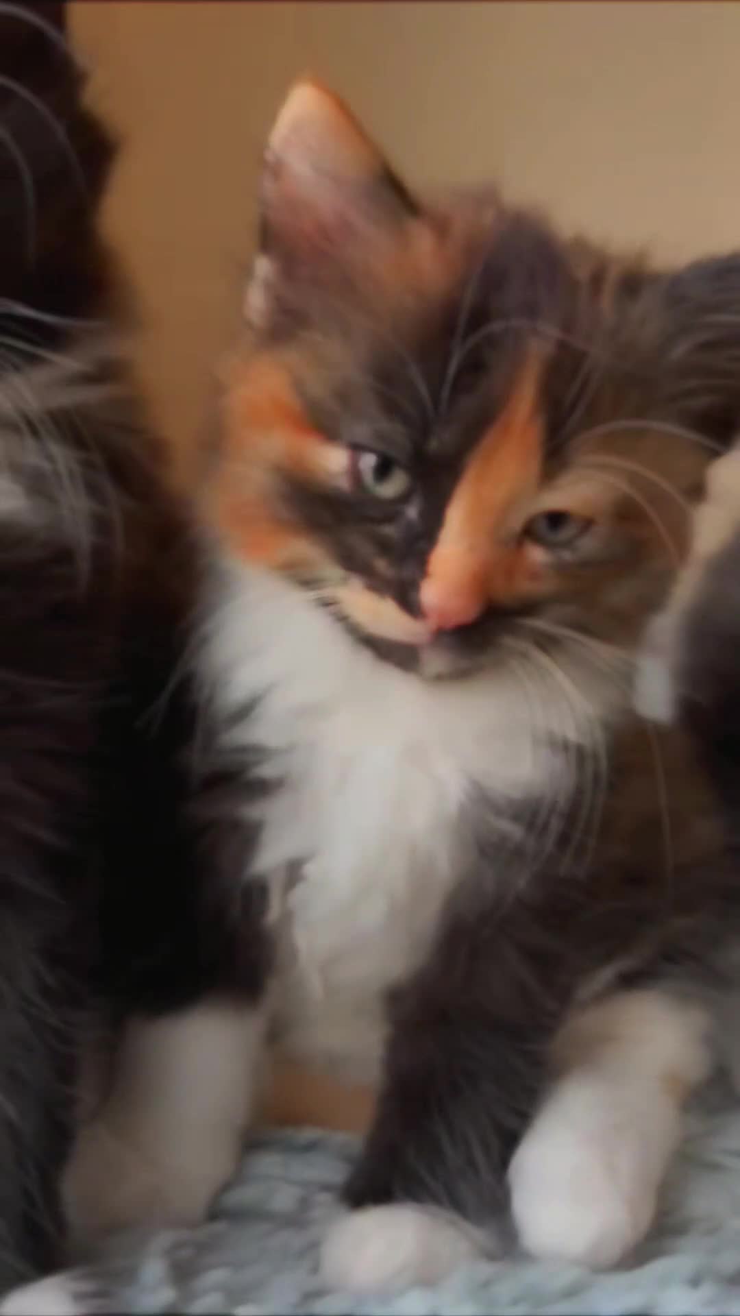 Ragdoll cats for sale: *READY NOW* RAGDOLL CROSS LONG-HAIRED - Video 1