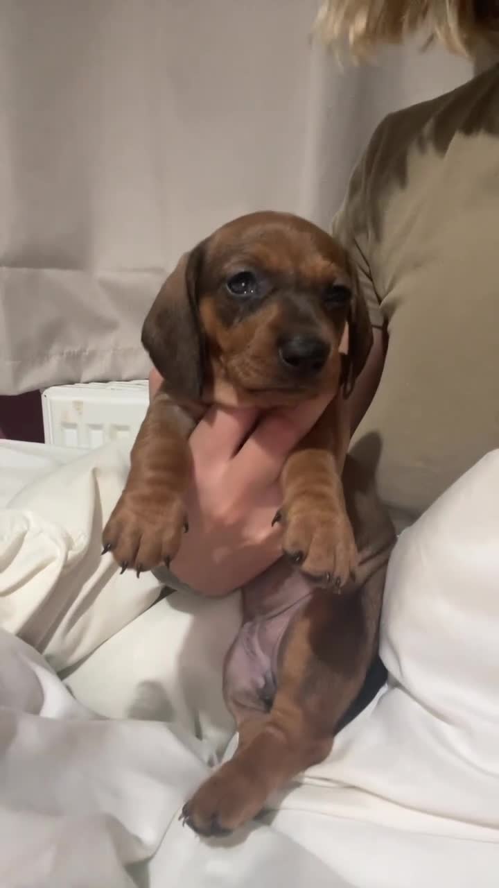 Dachshund dogs for sale: Exceptional dachshunds  - Video 1