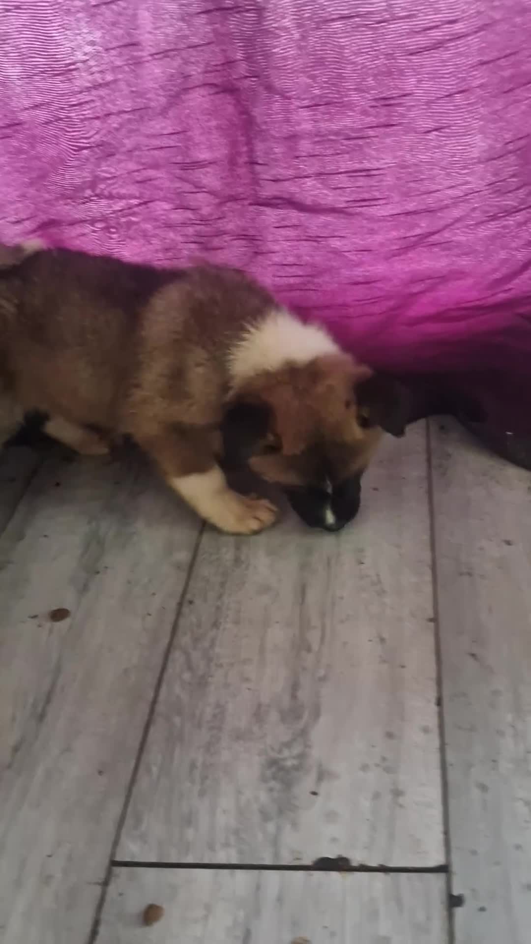 Akita dogs for sale: BEAUTIFUL  AMERICAN AKITAS - Video 4