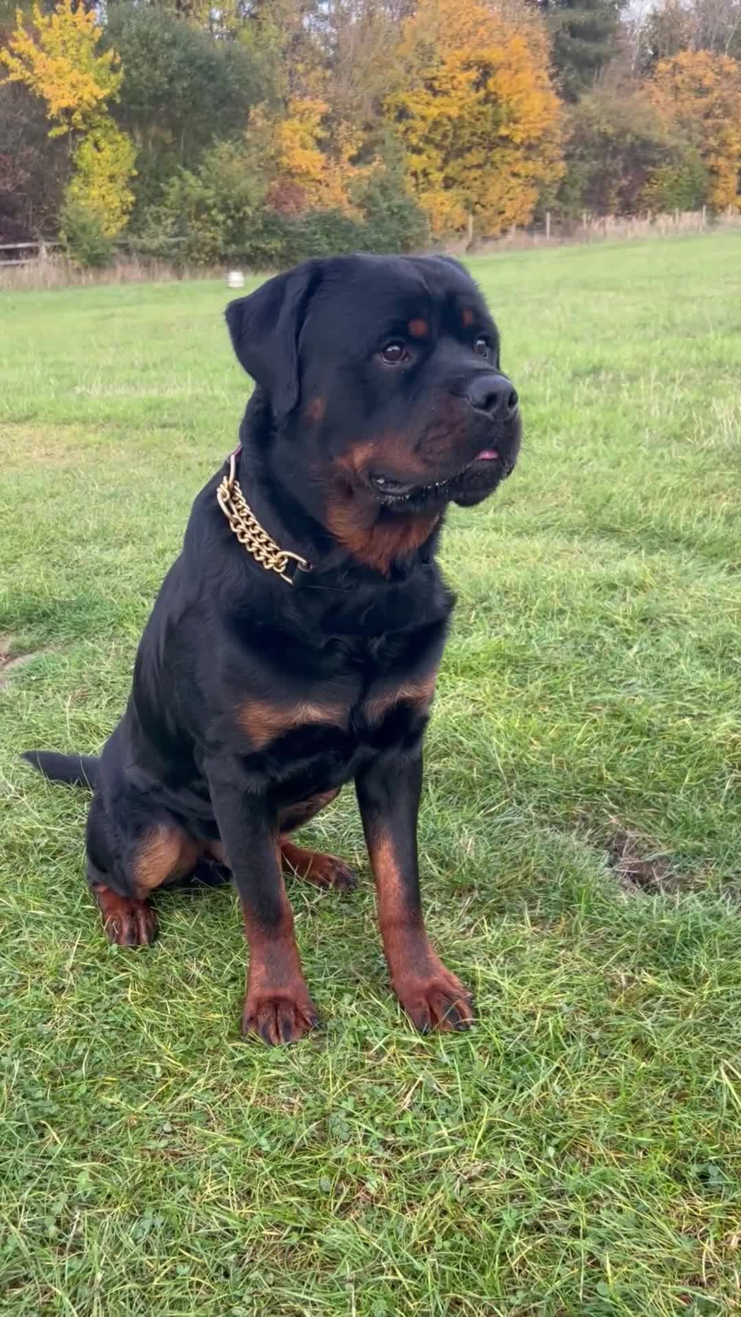 Rottweiler dogs for stud: Rottweiler DNA health tested,,EYE SCANNED  in Wellingborough - Video 3