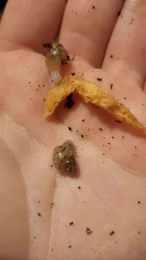 Snails invertebrates for sale: Giant African Land Snail babies (2 weeks old) - Video 1