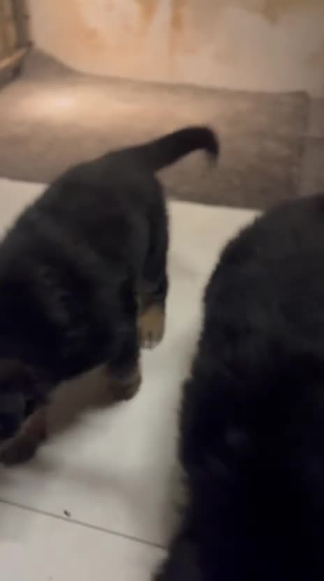 German Shepherd dogs for sale: Two female pups  - Video 1