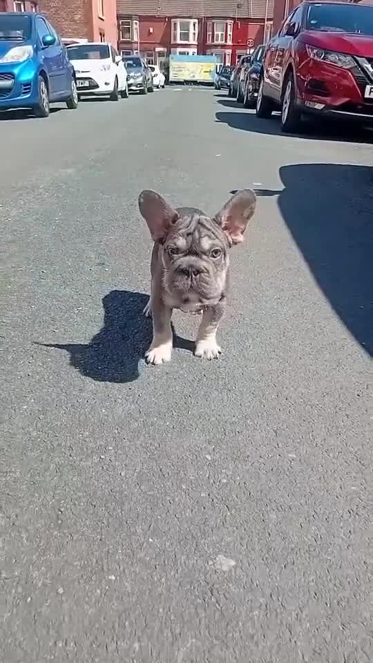 French Bulldog dogs for sale: French bulldogs - Video 1
