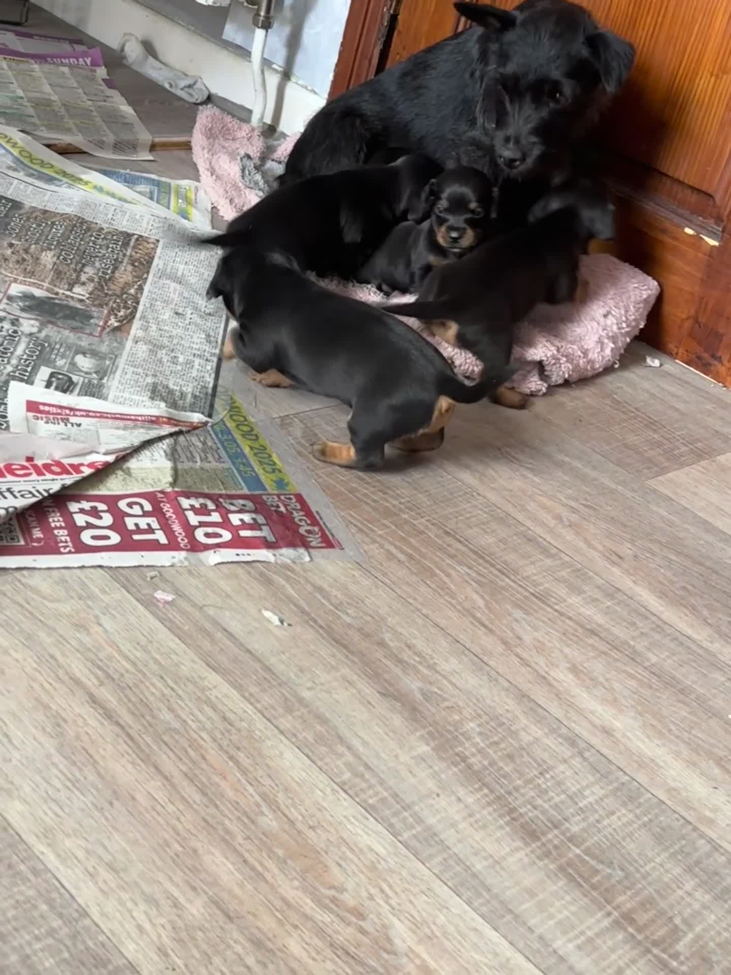 Mixed Breed dogs for sale: Dachshund x patterdale - Video 1