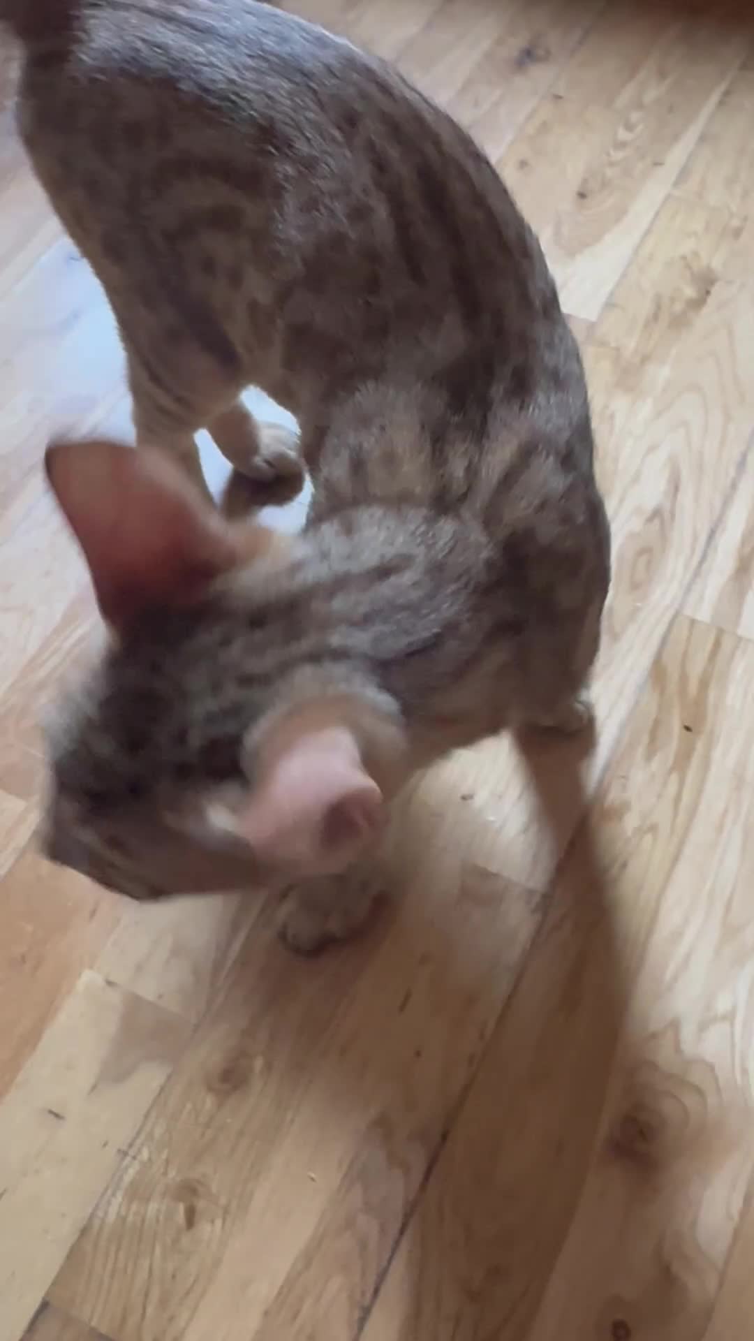 Bengal cats for sale: Bengal kittens  - Video 4