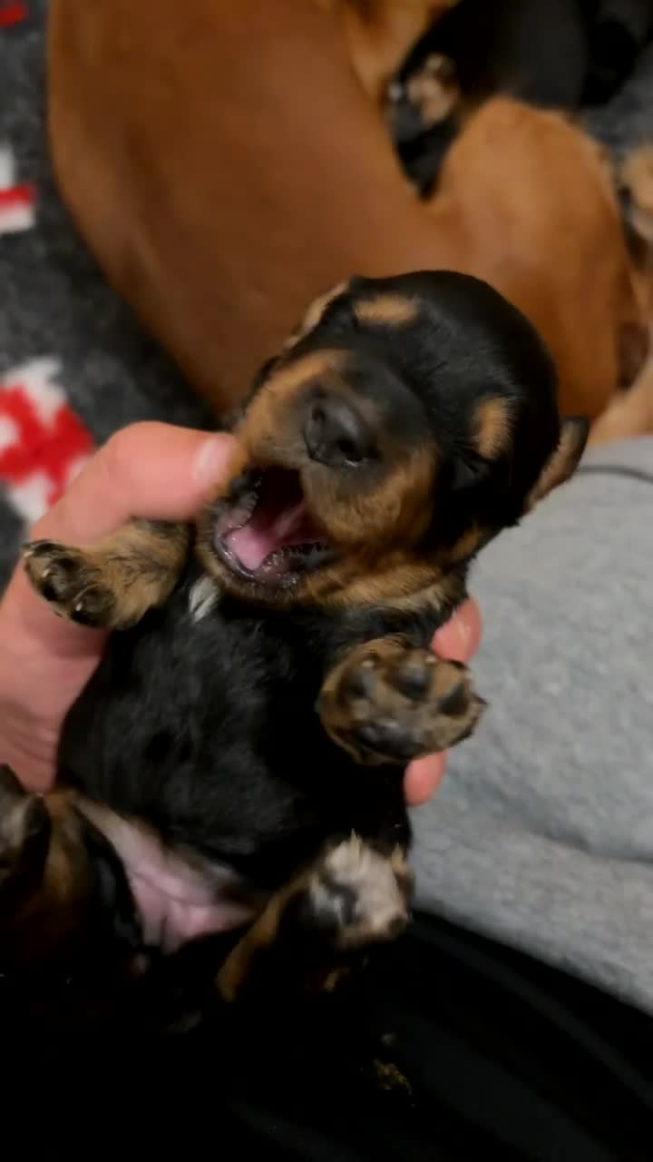 Cockapoo dogs for sale: Stunning Cockapoo Girl for Sale - Video 1