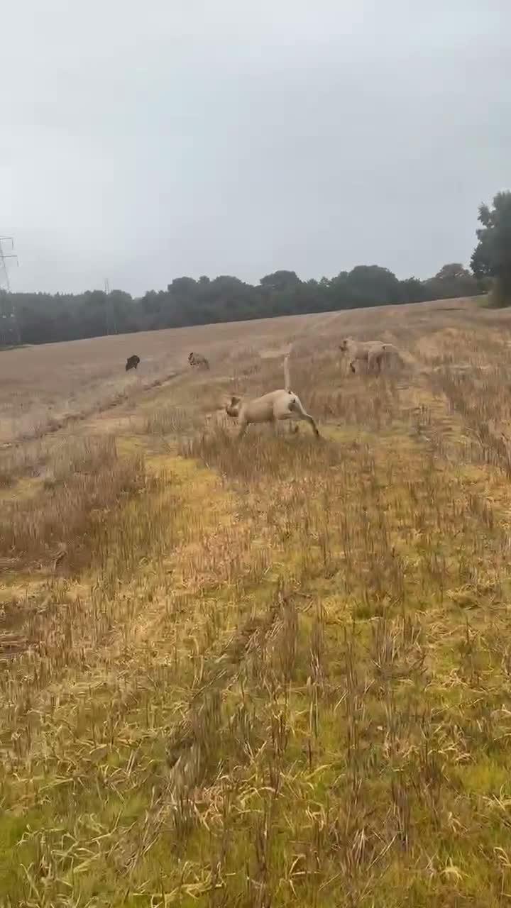 Boerboel dogs for sale: Aggie very very sad sale  in Wingate - Video 3