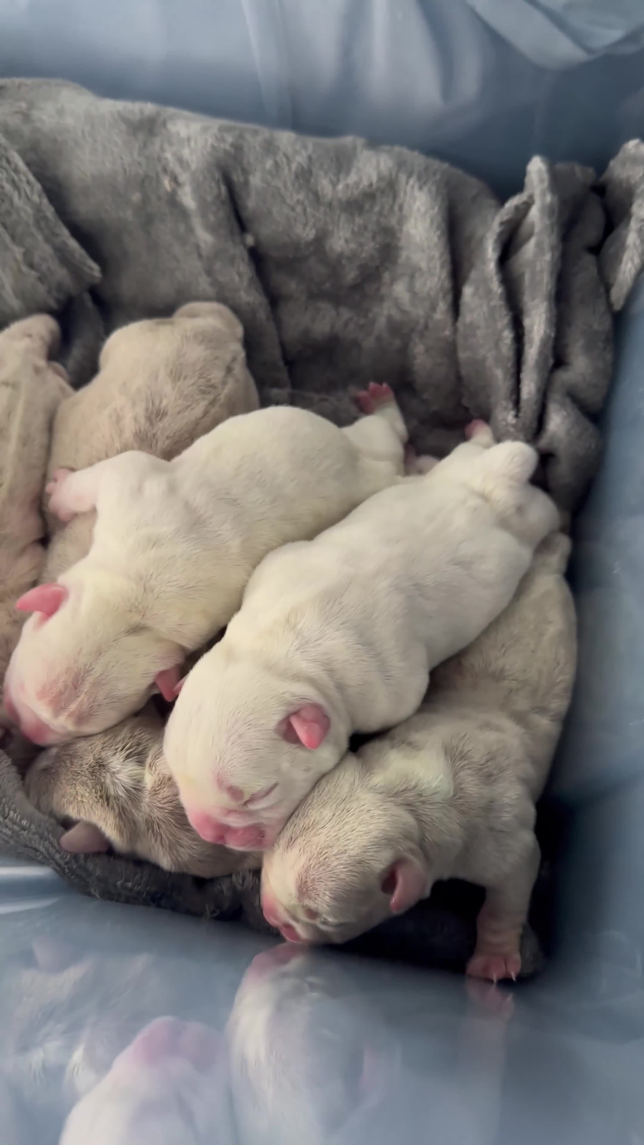 American Bully dogs for sale: Micro exotic bully’s  - Video 1