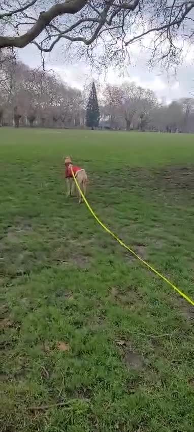 Mixed Breed dogs for adoption: Prince (sighthound mix) in London - Video 2